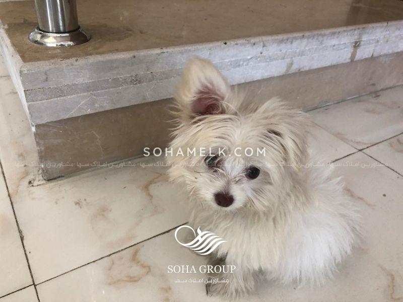 3500 متر باغ ویلا در حوالی شهر شهریار