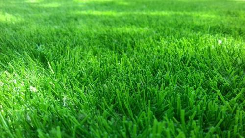 اصول چمن کاری در محوطه باغ ویلا