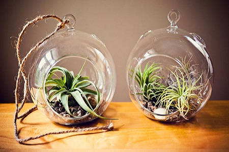 استفاده از گیاهان هوازی در دکوراسیون داخلی باغ ویلا