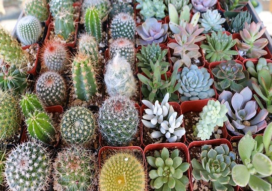 پرورش و نگهداری کاکتوس