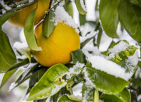 حفاظت از باغ در سرما
