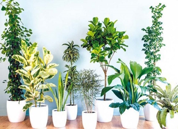 گیاهان آپارتمانی مقاوم